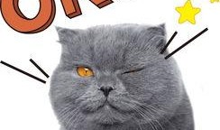 娱乐吃瓜君猫神