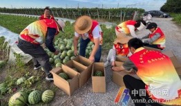 嘉禾望岗娱乐吃瓜地