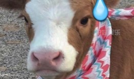 驴系青年娱乐吃瓜酱,揭秘娱乐圈幕后故事