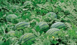 嘉禾望岗娱乐吃瓜地