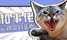 娱乐吃瓜君猫神
