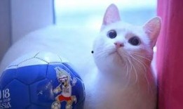 娱乐吃瓜君猫神