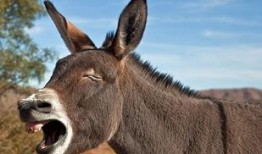 驴系青年娱乐吃瓜酱,揭秘娱乐圈幕后故事