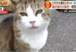 娱乐吃瓜酱70只猫猫,娱乐吃瓜酱带你领略猫咪世界