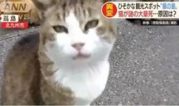 娱乐吃瓜酱70只猫猫,娱乐吃瓜酱带你领略猫咪世界